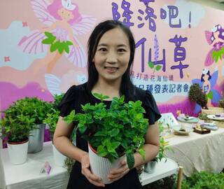 仙草新品種如仙女下凡  可食用、觀賞、保健