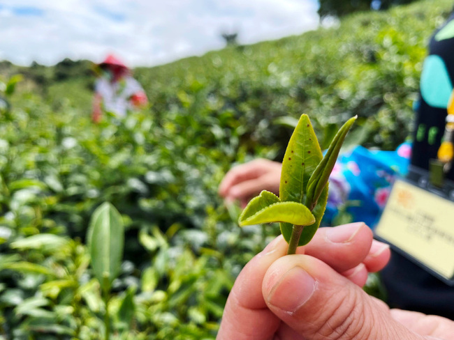 2025全國有機茶TAGs評鑑  花蓮6茶農獲佳績 | 華視新聞