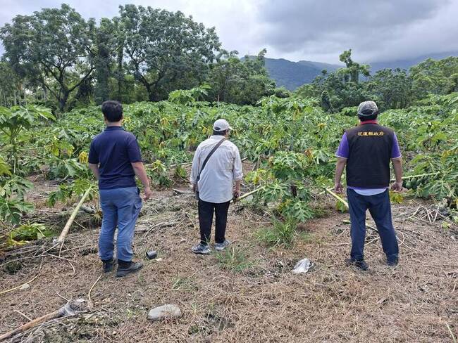颱風楊柳颳倒木瓜樹  花蓮光復瓜田每公頃救助10萬 | 華視新聞