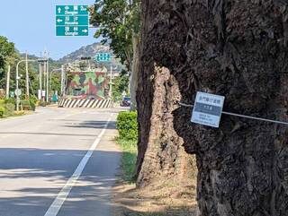 金門道路拓寬涉木麻黃保留議題  議員籲審慎規劃