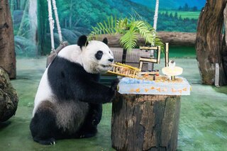 大貓熊「圓圓」21歲生日重養生　蛋糕先從竹子吃