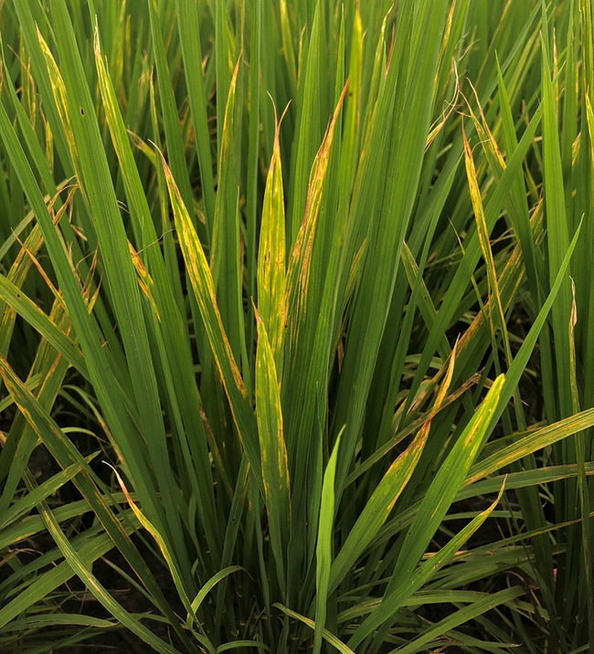 颱風加高溫多雨　台東水稻出現稻熱病和白葉枯病 | 華視新聞