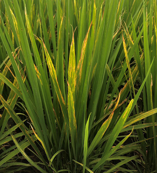 颱風加高溫多雨　台東水稻出現稻熱病和白葉枯病