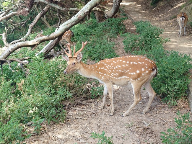 守護梅花鹿家園  遊客助大坵島除5萬外來玉珊瑚 | 華視新聞