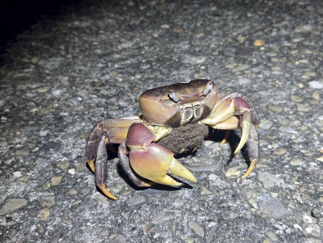 高雄援中港濕地夏季護蟹　志工加強巡守防路殺 | 華視新聞
