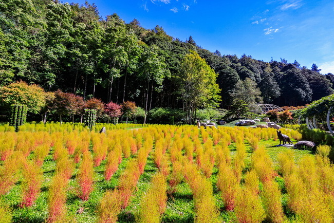 南投杉林溪種6千株波波草　秋季嫣紅美景如秘境 | 華視新聞