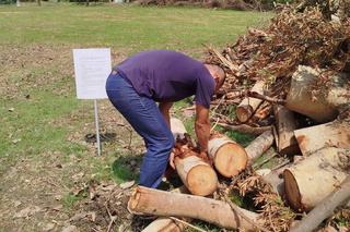 台南風災倒塌樹木  開放民眾撿拾再利用