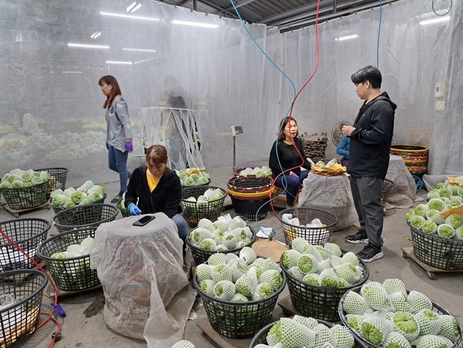 台東鳳梨釋迦擴大出口量能  銷中註冊增49戶85公頃 | 華視新聞