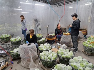 台東鳳梨釋迦擴大出口量能  銷中註冊增49戶85公頃