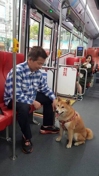 新北假日友善寵物公車增藍15線　毛孩免裝籠搭車