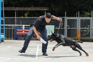 K9軍犬分隊入鏡匠人魂　一探護國神犬成長記