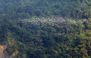 賞梅山太興村「萬鷺朝鳳」　嘉縣文觀局建議過夜