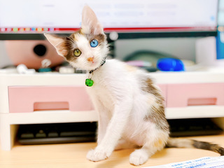 新北動保處異色瞳小貓  左眼大海右眼星辰萌翻人