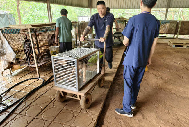 新埔籠飼犬不當飼養遭查獲  24犬隻盼民眾認養 | 華視新聞