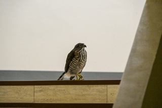 保育類鳳頭蒼鷹誤闖北市議會　動保處協助捕獲野放