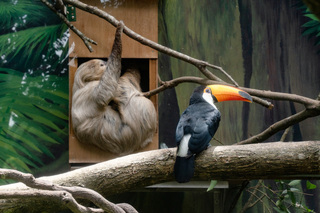 北市動物園物種混群　大巨嘴鳥、樹獺相處融洽