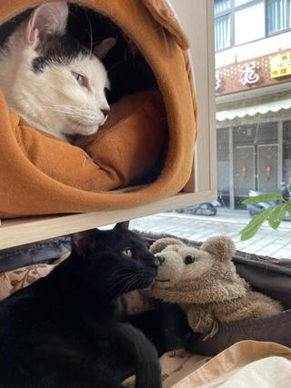 馬祖民宿徵顧貓小幫手　網友：太夢幻的工作