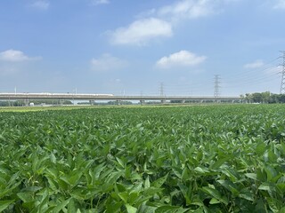 雲林高鐵沿線稻田轉作雜糧  節水減緩地層下陷