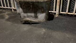 穿山甲現身台南噍吧哖事件紀念園區  民眾直呼可愛