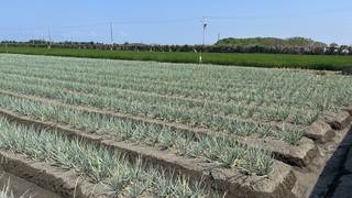 彰化青蔥示範觀摩會  木黴菌應用增強蔥田耐抗力