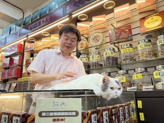 大稻埕貓店長當起「喵模」  吸客又帶旺買氣