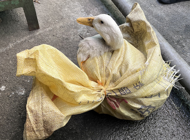 彰化民眾誤認移工袋裝犬貓急報警　打開發現是鴨子 | 華視新聞