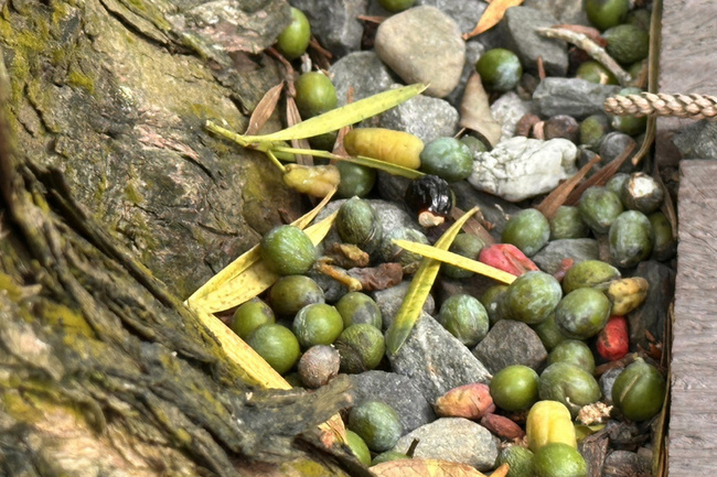 台南水道博物館百年羅漢松林落果期  遊客掀拾果熱 | 華視新聞