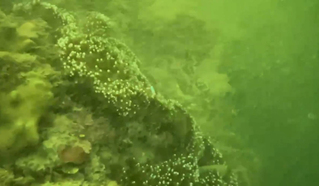 墾丁海域混濁傳遭光電工程影響  墾管處：多重因素