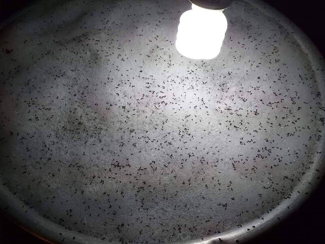 琉璃蟻滋擾升溫　高市農業局籲全民協力防治 | 華視新聞