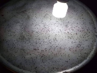 琉璃蟻滋擾升溫　高市農業局籲全民協力防治