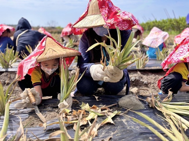 高市鳥松幼兒園以鳳梨田為教室  入圍教學卓越獎 | 華視新聞