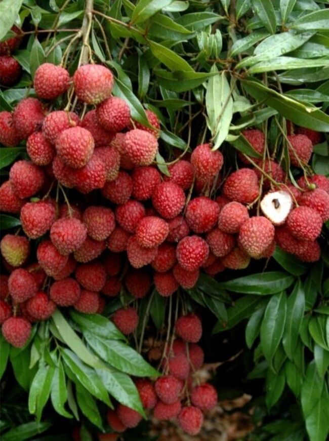 果樹進軍國際傳捷報  台灣4款荔枝獲澳洲品種權 | 華視新聞