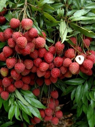 果樹進軍國際傳捷報  台灣4款荔枝獲澳洲品種權