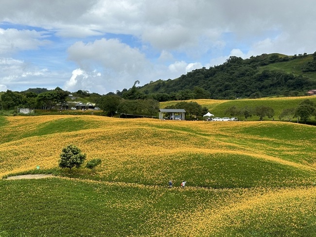 六十石山馬拉松14日登場　賽道穿越金針花海將交管 | 華視新聞