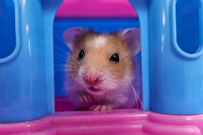 新北推非犬貓類寵物登記制度  限額送新北幣 | 華視新聞