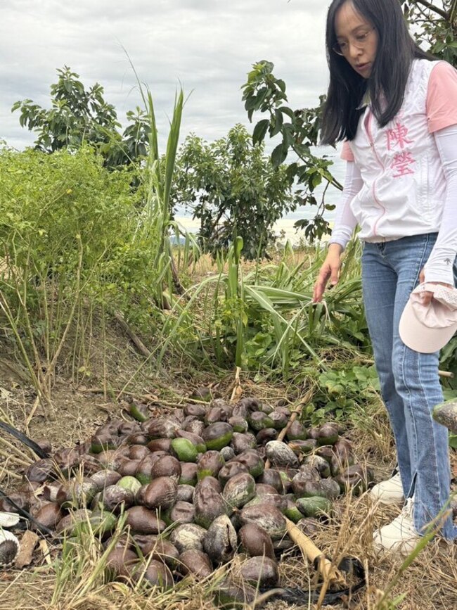 酪梨香蕉種苗風災復耕　農業部公告補助方案 | 華視新聞