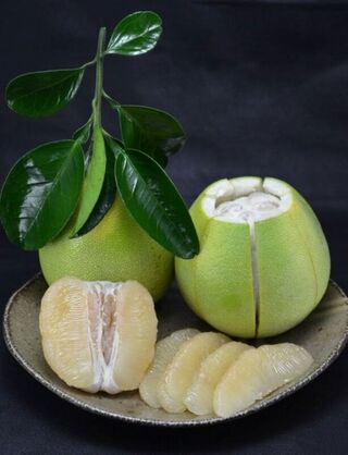 挑文旦3訣竅  果皮光滑、不倒翁狀、有沉重感