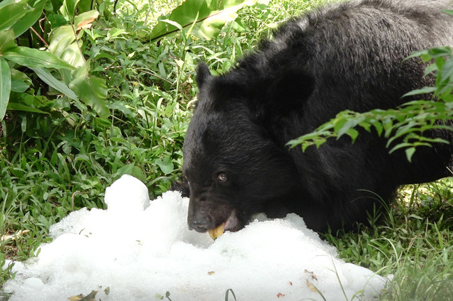 北市動物園消暑新招　黑熊、水獺享用客製化冰品 | 華視新聞