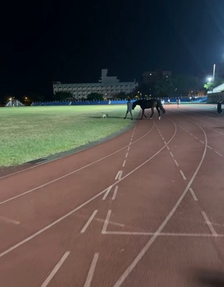 美崙田徑場跑步驚見遛馬  花蓮趕緊公告禁大型動物
