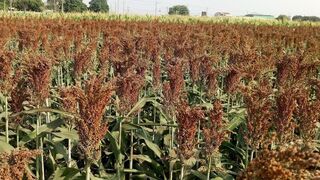 金酒高粱台灣本島契作成效佳  合作期程放寬至5年