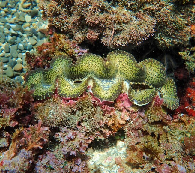 花蓮石梯坪硨磲貝復育不到一週遭盜採  巡守員痛心 | 華視新聞