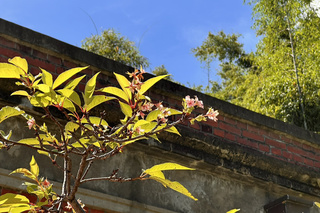 台南水道博物館河津櫻9月開花  研判受氣候影響