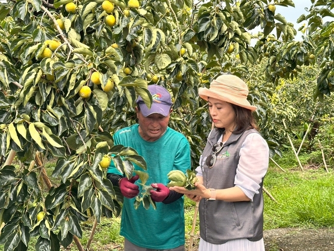 嘉義番路風災柿子受損6成  農會保價收購護農民 | 華視新聞