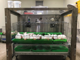 農業部畜試所：降雞飼料粗蛋白 家禽碳排減逾17%