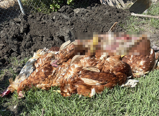 彰化田尾果園蛋雞遭流浪犬攻擊  農民盼縣府捕捉