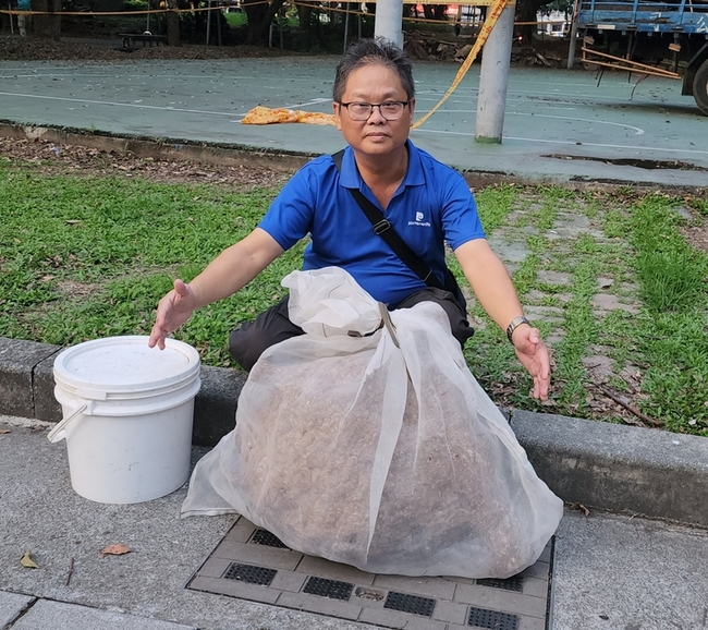 巨大黑腹虎頭蜂窩現蹤埔里鬧區  捕蜂人：不尋常 | 華視新聞