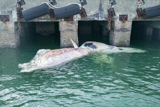 新加坡海域罕見再現鯨魚遺骸  國大博物館展開研究