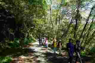 雪管處推國慶假期減碳健行遊觀霧　開放預約報名