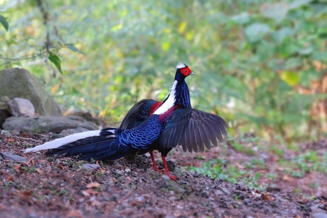 首屆賞鳥博覽會9/20起台中登場　設120展示攤位 | 華視新聞