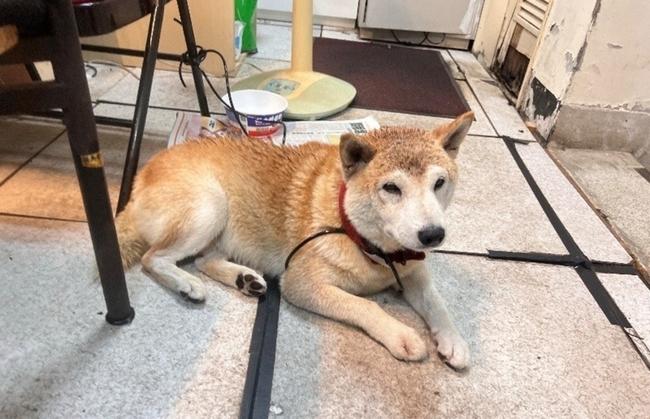 北市動保處：寵物獨自在外可罰飼主　籲注意雷聲 | 華視新聞